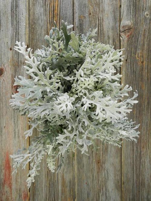 LACEY DUSTY MILLER GRAY GREENS